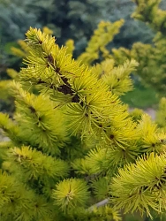 Лиственница Европейская